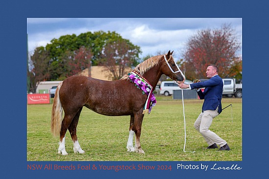 NSW All Breeds Foal  Youngstock Show