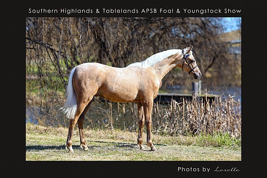 Foal & Youngstock APSB Sth Highlands and Tablelands