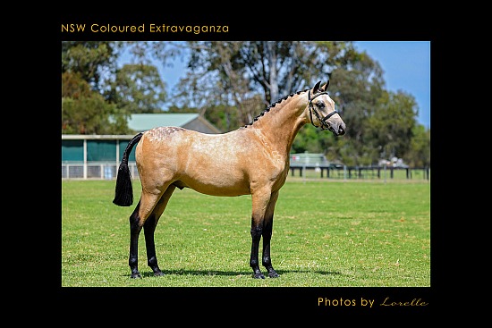 NSW Coloured Extravaganza